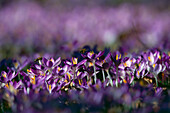 Bed of crocuses, bees on blossom