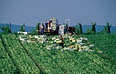 Gemüseanbau, Insel Reichenau, Bodensee, Baden Württemberg, Deutschland