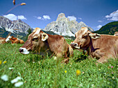 Cows lying on meadow, near Corvara, Dolomites, Alta Badia South Tyrol. Italy