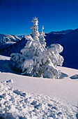 Tree covered with snow before mountains, Upper Bavaria, Germany