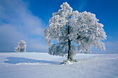 Trees coverd with glazed frost, Upper Bavaria, Germany