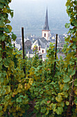Vineyards around Ediger-Eller, Mosel, Rhineland-Palatinate, Germany
