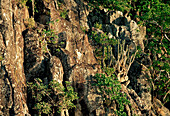 Goat in the mountains, Iles de Saintes, Guadeloupe Caribbean, America