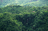 Rainforest, St. Lucia, Carribean