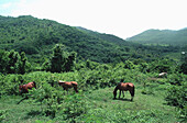 Horses in the mountians, St. Lucia, Caribbean