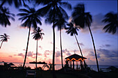 Palm trees and ocean at sunset, Sandals Regency, St. Lucia, Caribbean, America