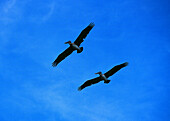 Pelicans, Sint Maarten Caribbean, America