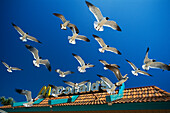 Seagulls in front of Mc Donalds, Florida, USA