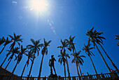 Palm trees, Florida, USA