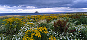Flower meadow at the coast under dark clouds, Bass Rock, East Lothian Coast Schottland, Great Britain
