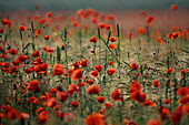 Corn field with poppies