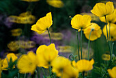 Gelber Mohn Nature