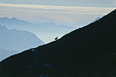 Single chamois, Bavaria, Germany