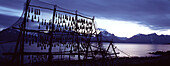 Getrockneter Fisch auf Trockengestellen an der Küste, Lofoten, Norwegen