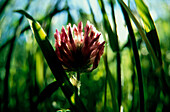Blüte, Detail Nature