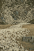 High angle view of flock of sheep going down from mountain pasture