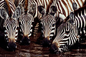 Zebras am Wasserloch, Afrika