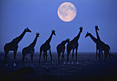 Silhouette von Giraffen in der afrikanische Savanne, Vollmond im Hintergrund, Wildnis, Natur, Afrika