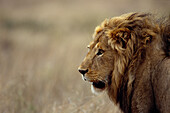 Löwe Panthera leo