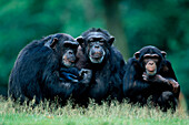 Schimpansen Pan troglodytes