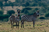 Zebras Equus burchelli