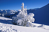 Nadelbaum voll Schnee, Berglandschaft in Winter, Landschaft