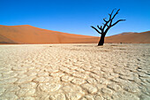 Kahler Baum steht in der Wüste unter blauem Himmel, Namib, Naukluft Park, Namibia, Afrika