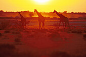 Giraffen, Etosha NP Namibia, Afrika