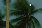 Kokospalmen