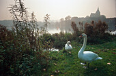 Two swans at small lake, Moelln, Schleswig-Holstein, Germany
