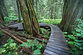 Giant Cedar Natur Trail British Columbia, Kanada
