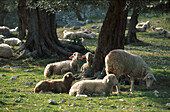 Schafe unter Olivenbaum Mallorca, Spanien
