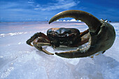 Crab, salt lake, Chott el Djerid, Tunis, Africa