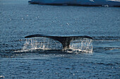 Grönlandwal