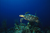 Meeresschildkroete ueber Korallenriff