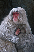 Snow-monkey mother with baby, Japan