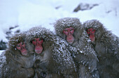 Japanische Makaken Schneeaffen