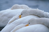 Singing swan, Hokkaido, Japan