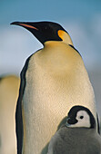 Emperor penguin with chick, Antarctica