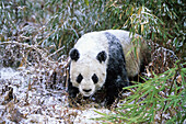 Großer Panda im Winter, Wolong Tal, China