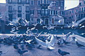 Tauben am Canale Grande Venedig, Italien