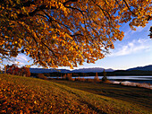 Autumnal landscape at Lake Staffelsee, Upper Bavaria, Germany