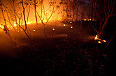 Waldbrand bei Nacht