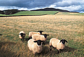 Sheep out at feed, Great Britain, Europe