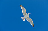 Herring Gull in flight, Larus argentatus, Scandinavia, Europe