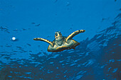 Meeresschildkröte, Rotes Meer Ägypten