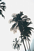 Palmen im Wind, Ponta do Sol, Santo Antáo, Kapverdische Inseln
