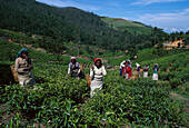 Tamilische Teepflueckerinnen, Nuwara Eliya Sri Lanka