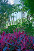 Regenwald, Botanischer Garten, Jardin Balata, Martinique, Caribbean
