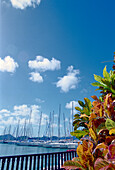 View at the marina under blue sky, Le Marin, Martinique, Caribbean, America